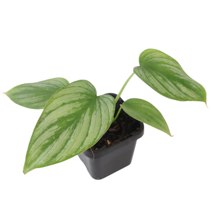 Philodendron mamei Silver Cloud 70mm