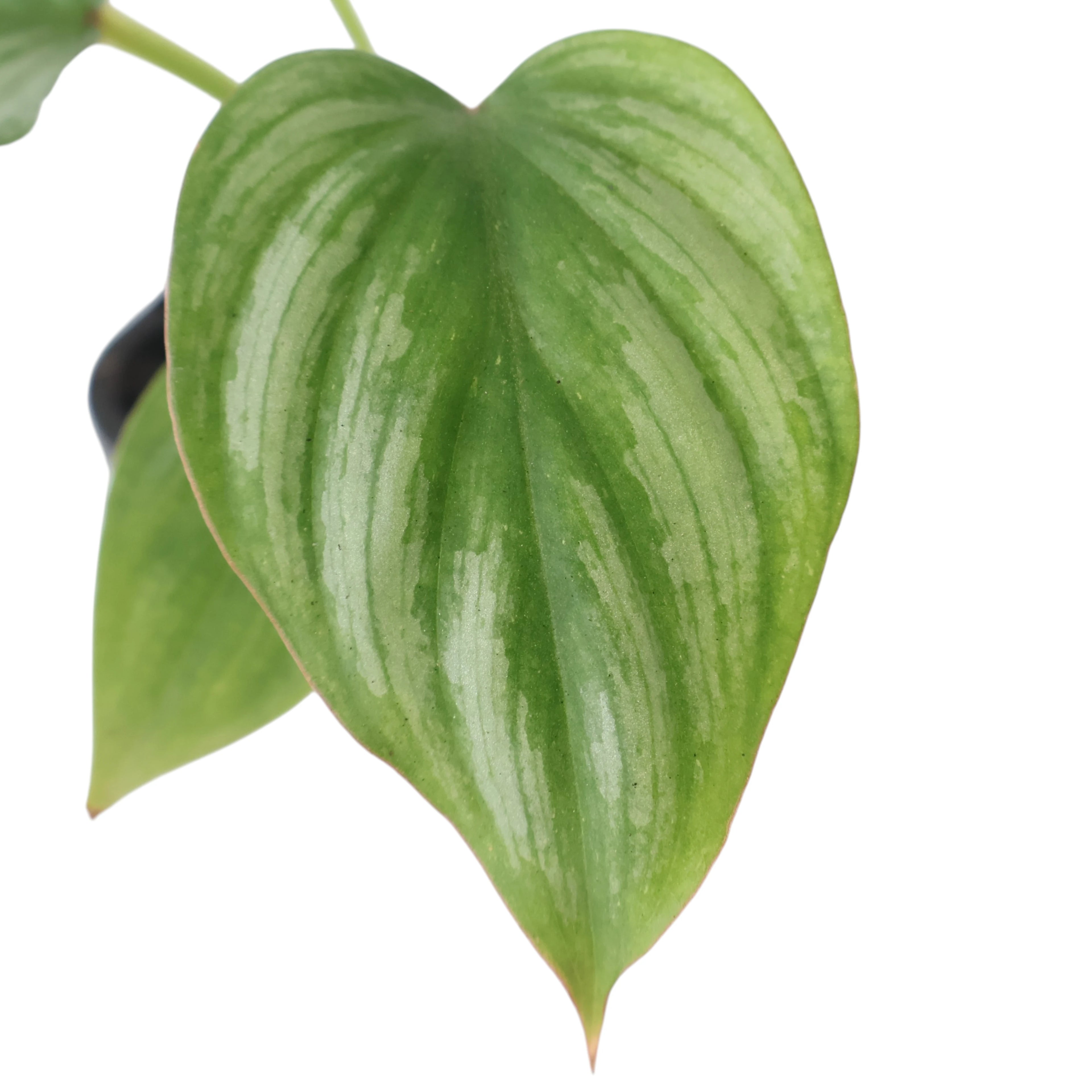 Philodendron mamei Silver Cloud 70mm