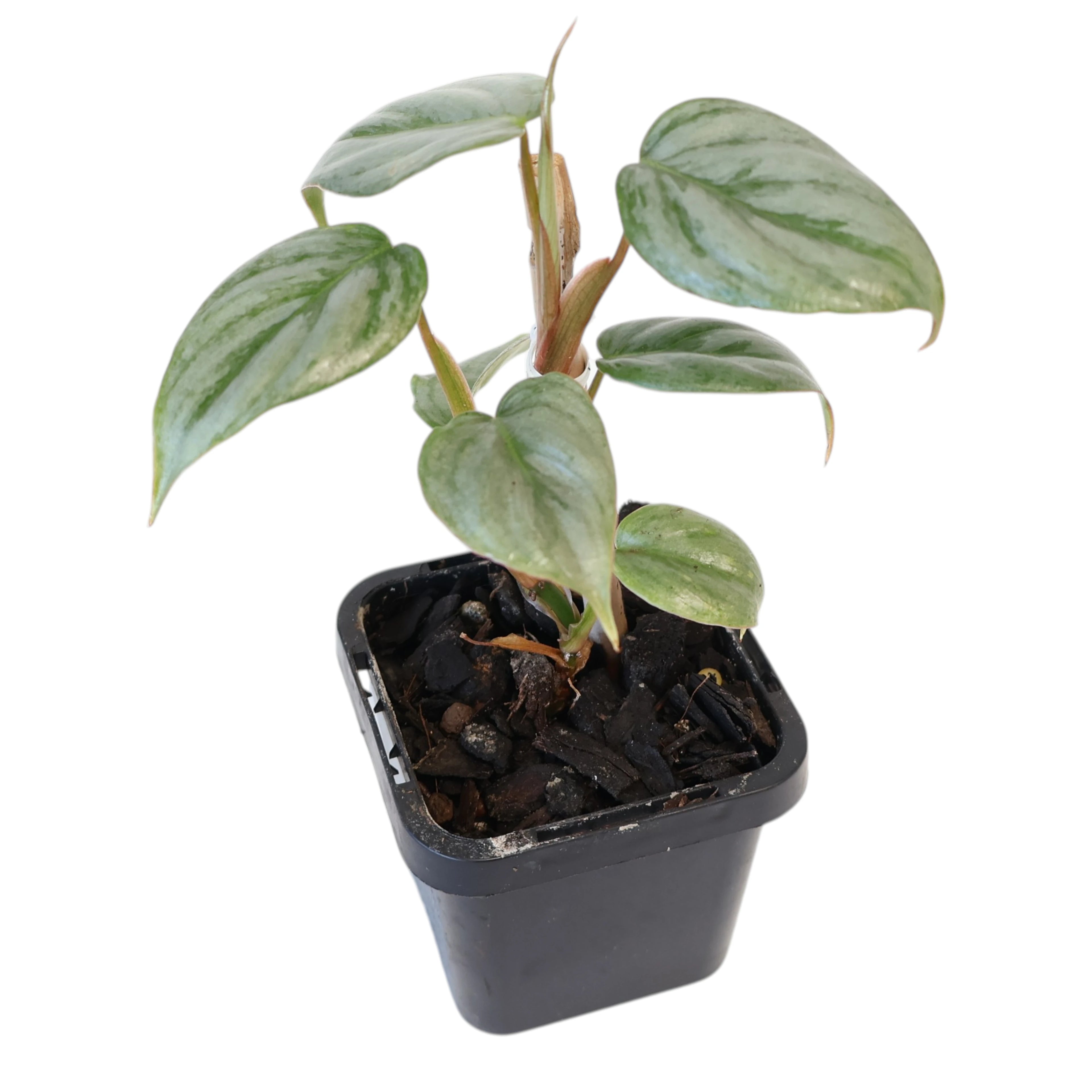 Philodendron Sodiroi 70mm
