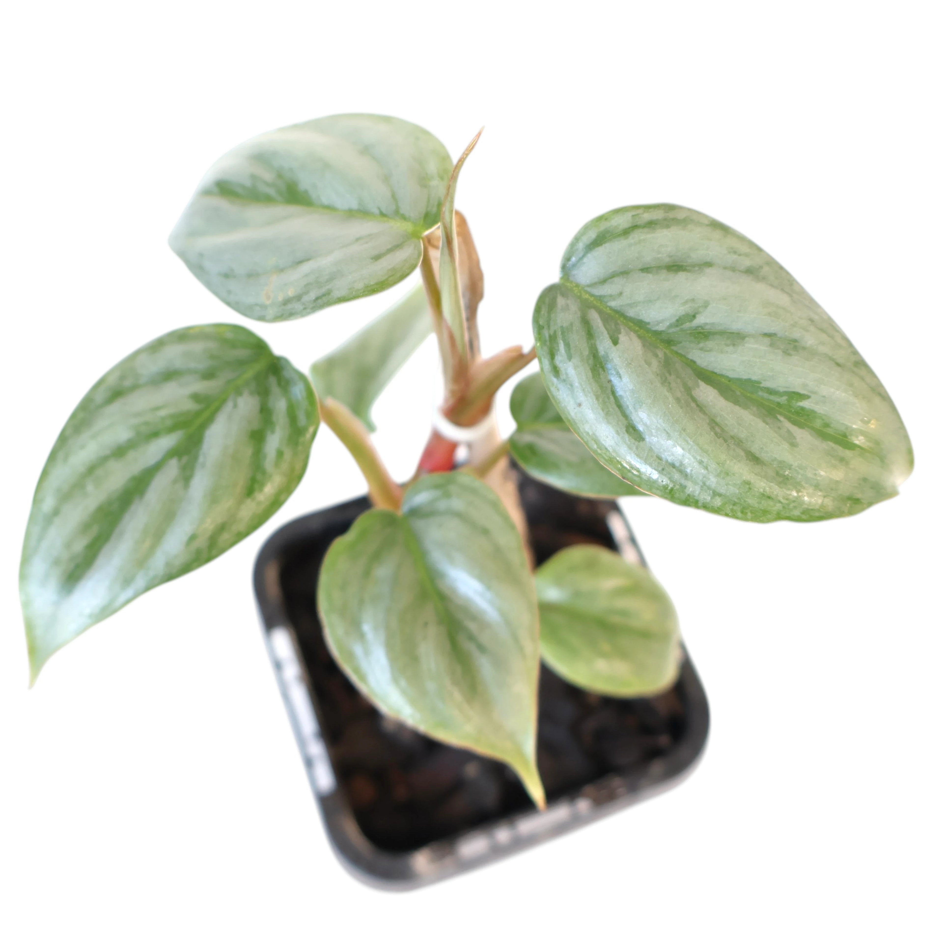 Philodendron Sodiroi 70mm