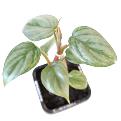 Philodendron Sodiroi 70mm