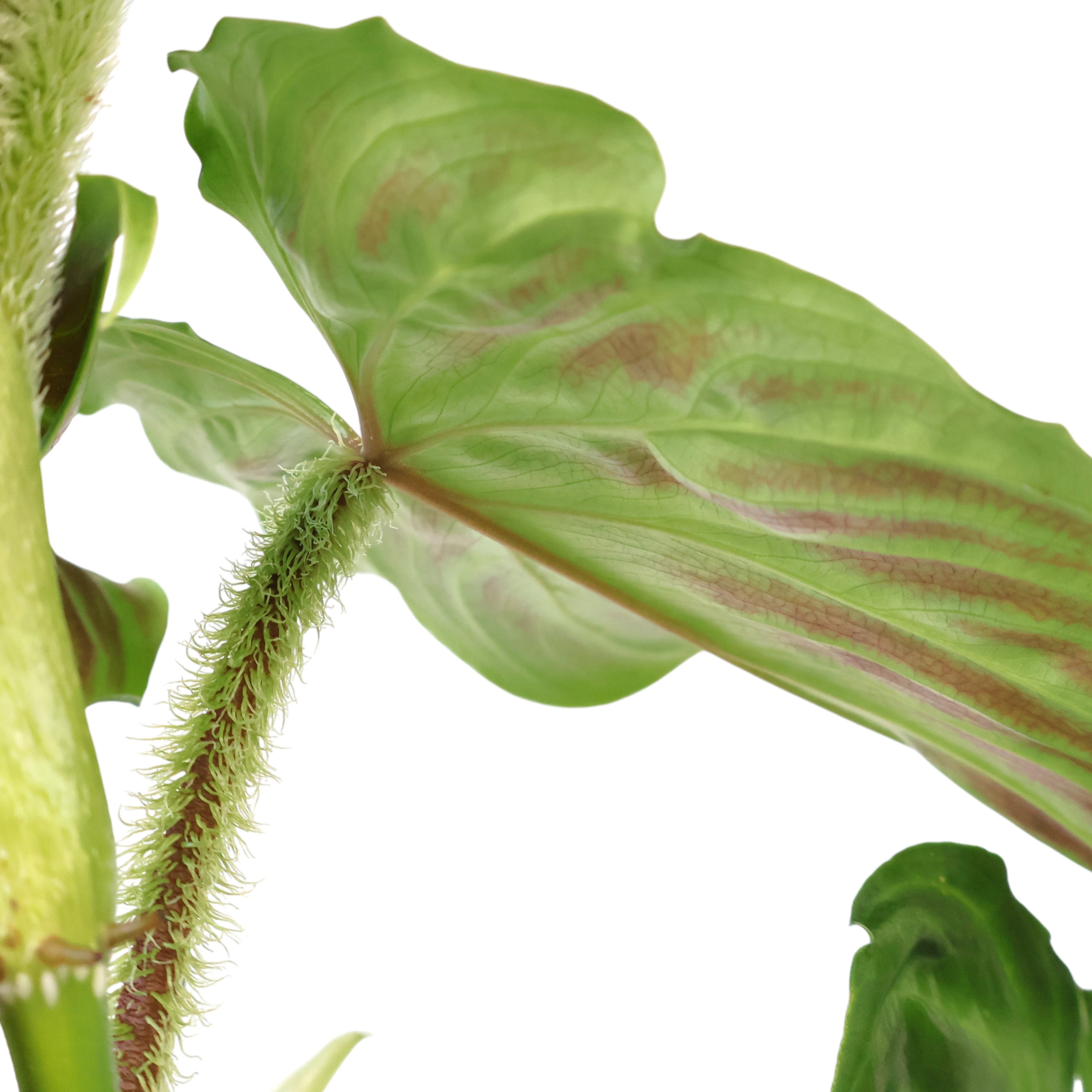 Philodendron Verrucosum 90mm