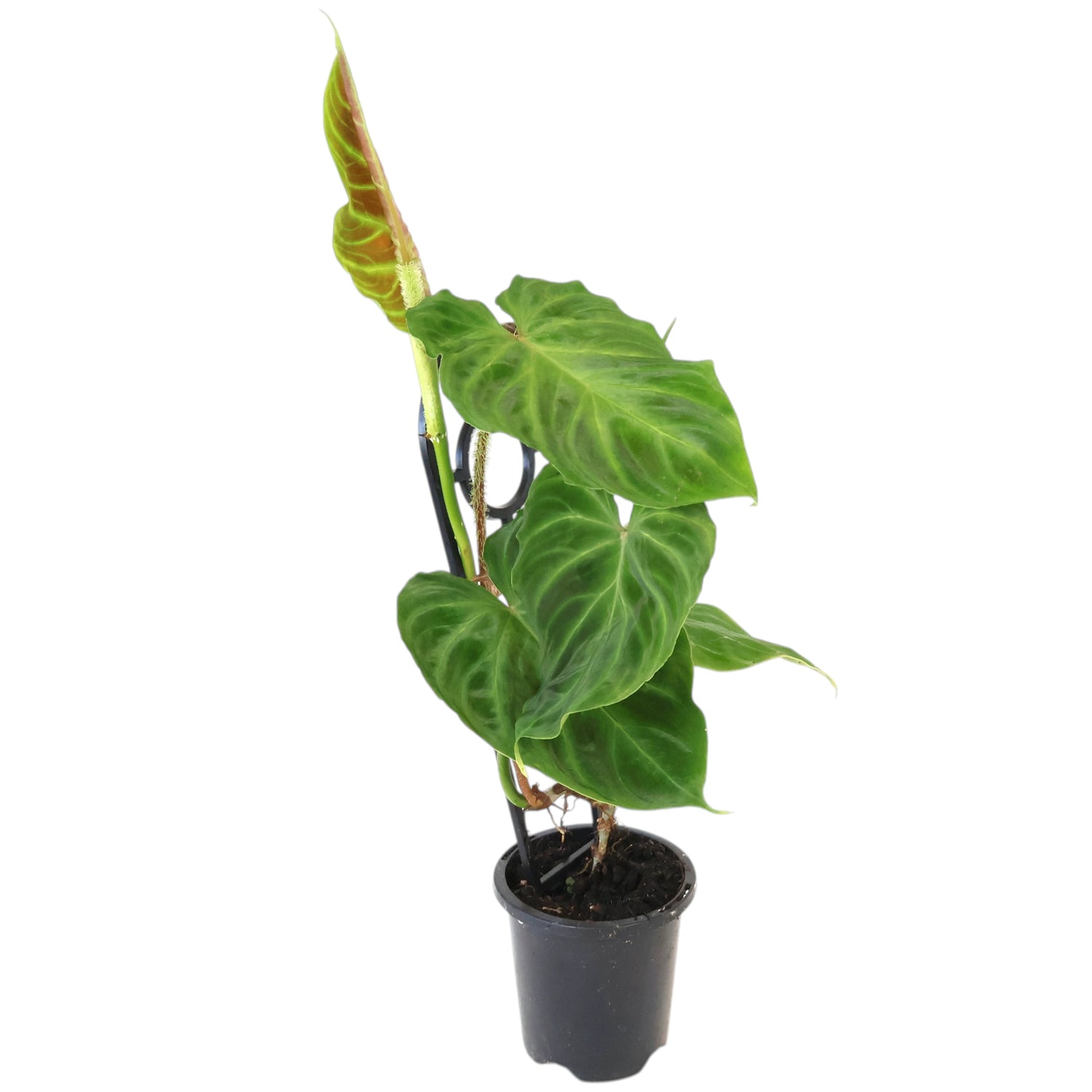 Philodendron Verrucosum 90mm