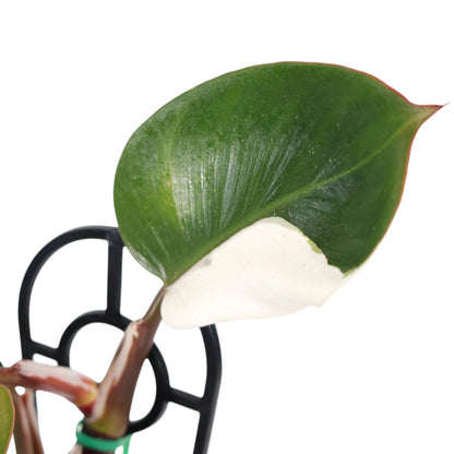 Philodendron White Knight 120mm