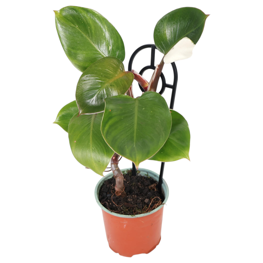 Philodendron White Knight 120mm