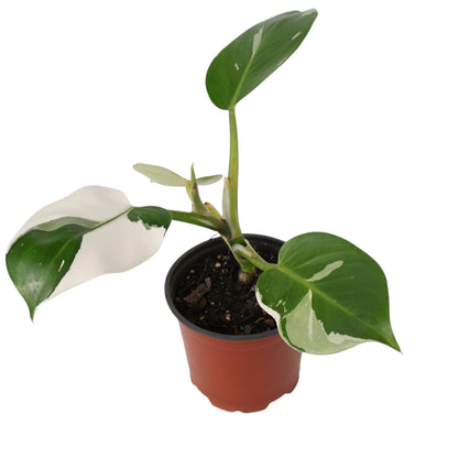 Philodendron White Wizard 120mm Variegated