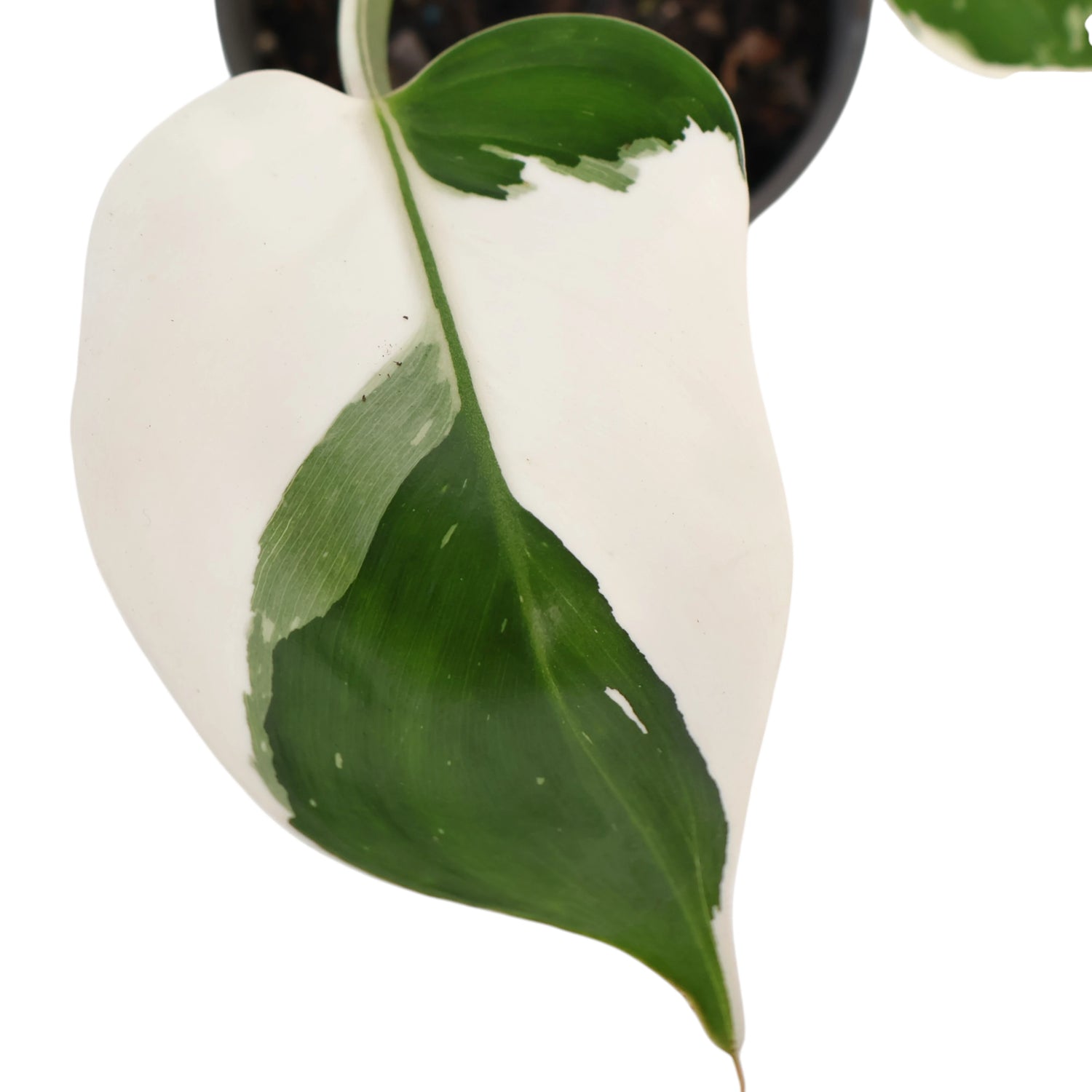 Philodendron White Wizard 120mm Variegated
