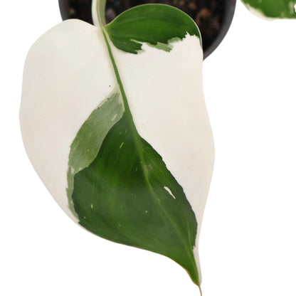 Philodendron White Wizard 120mm Variegated