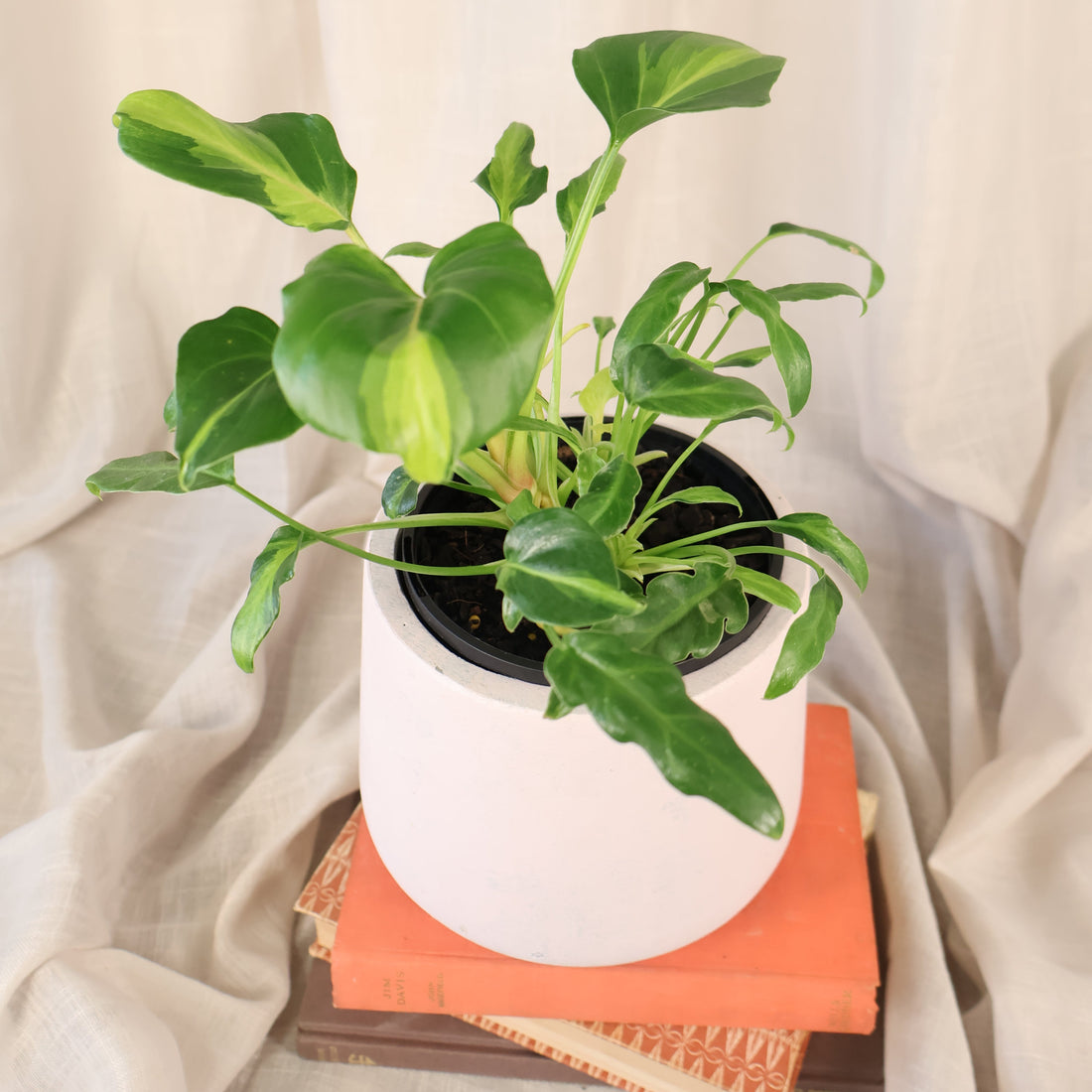 Philodendron Xanadu Variegated 125mm