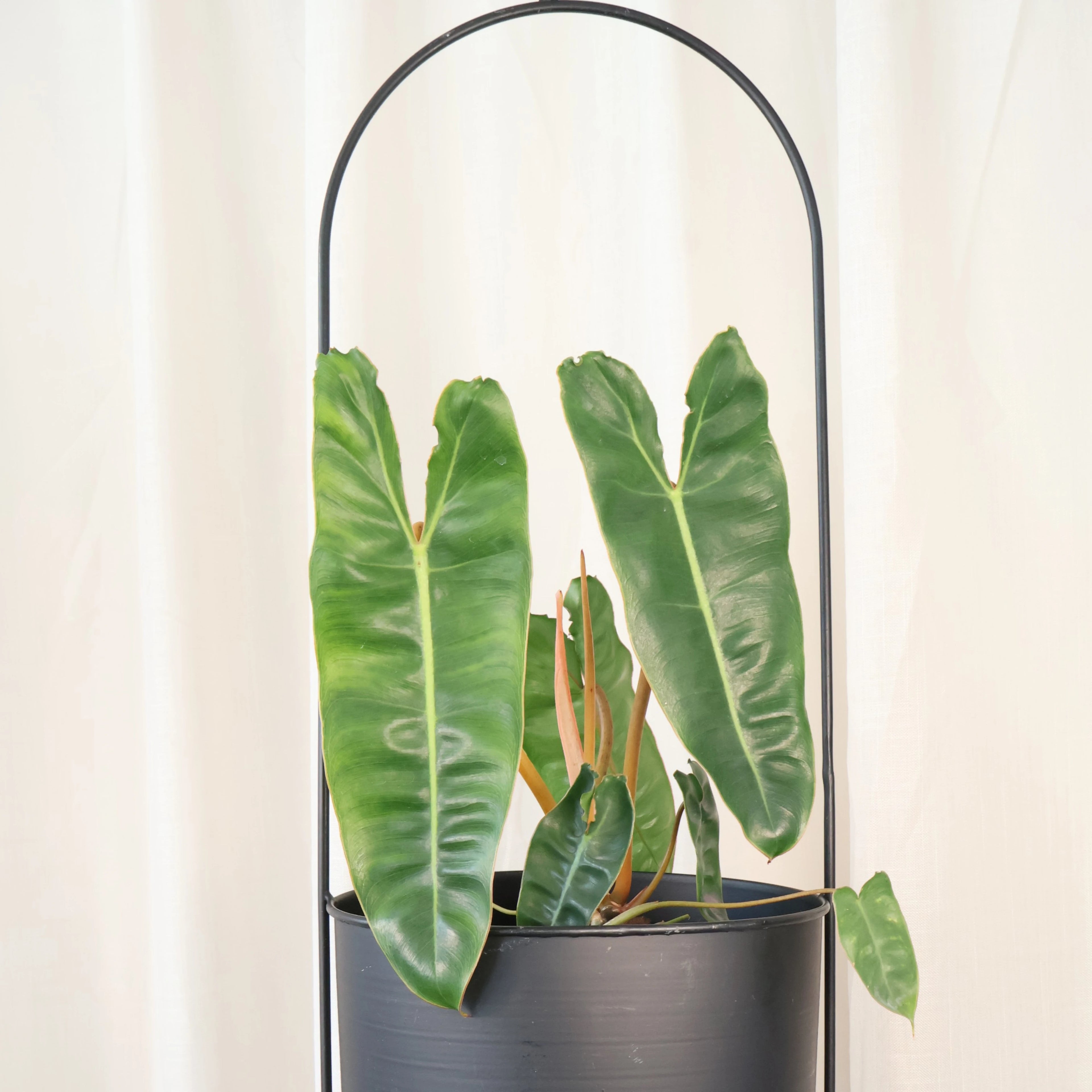 Philodendron Billietiae 125mm