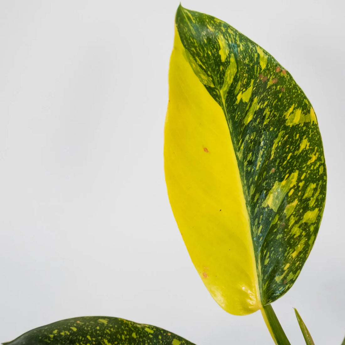 Philodendron Congo Nuclear 125mm