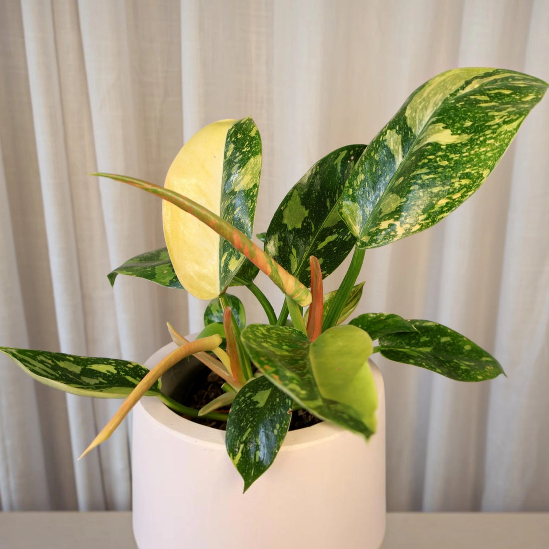 Philodendron Congo Nuclear 125mm