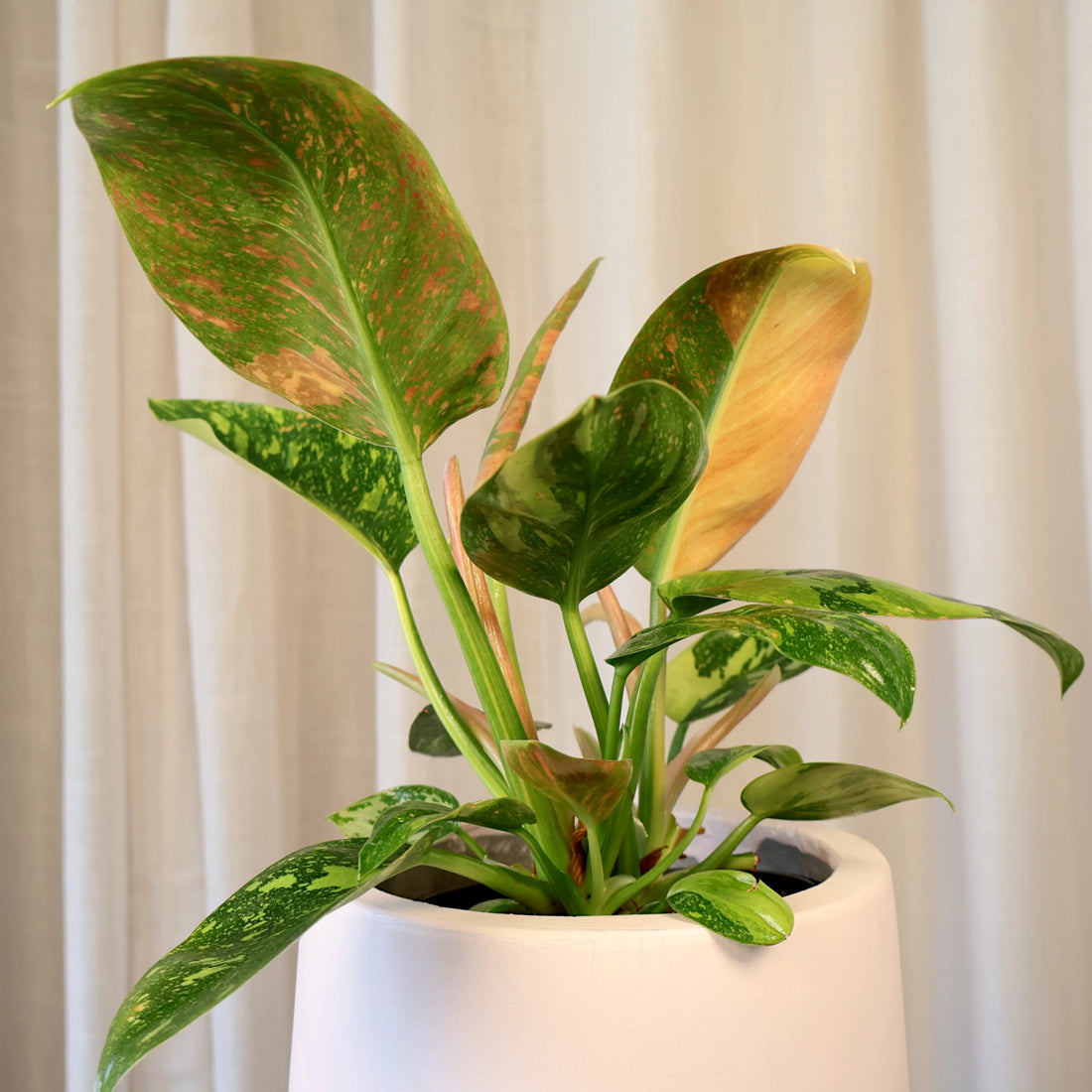 Philodendron Congo Nuclear 125mm