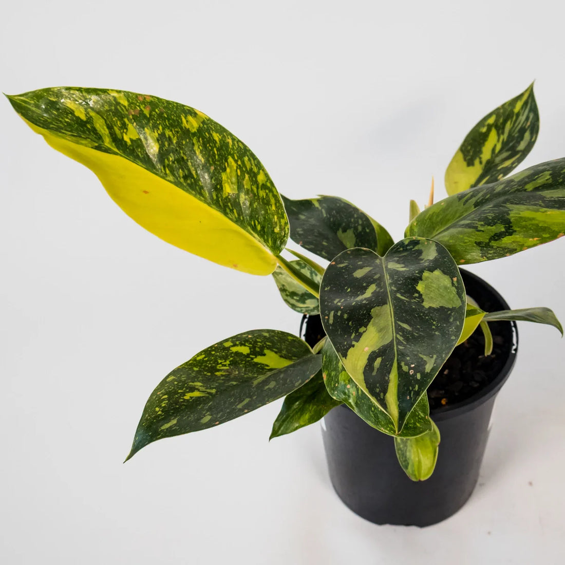 Philodendron Congo Nuclear 125mm