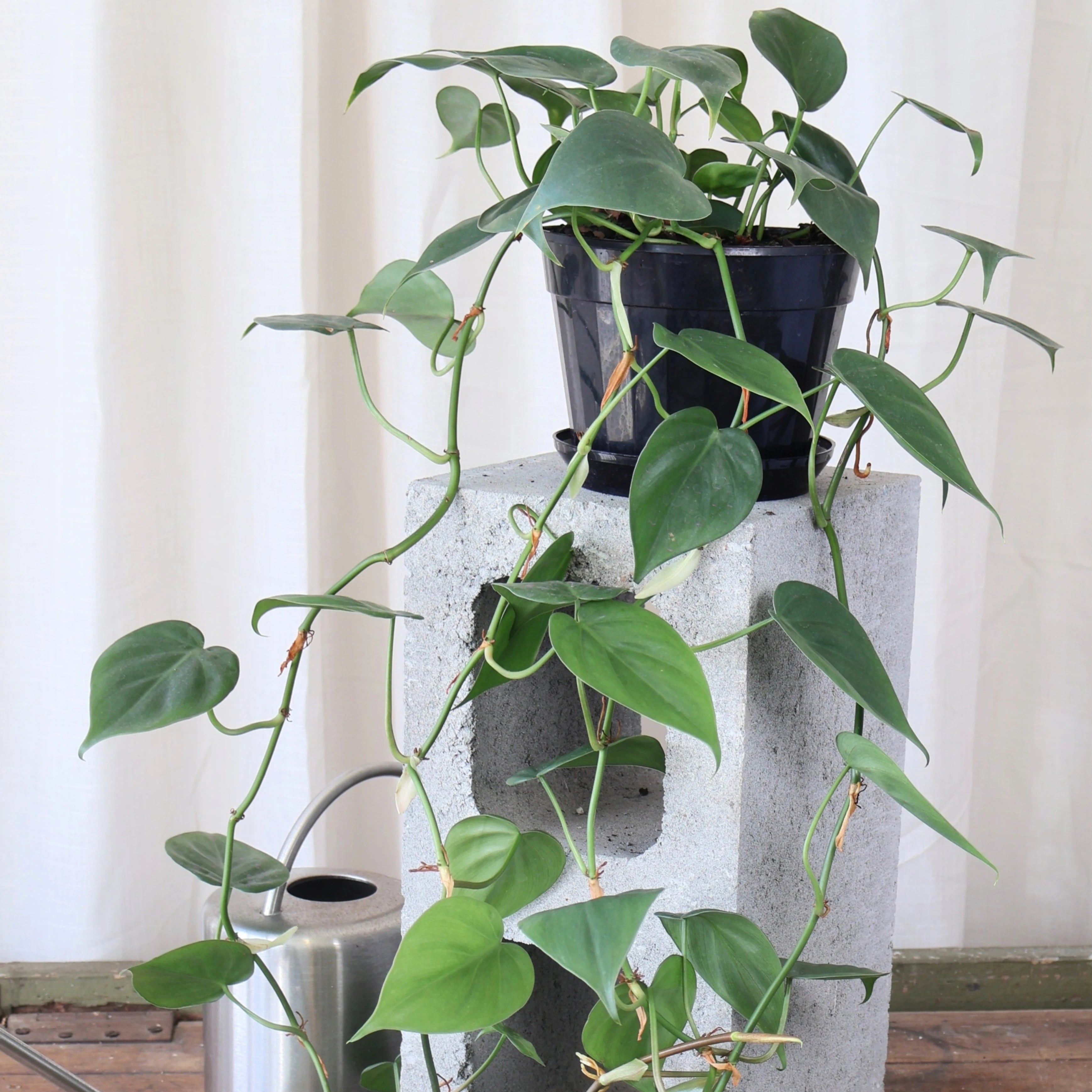 Philodendron Cordatum - Heart Leaf Philodendron Ladder 120mm