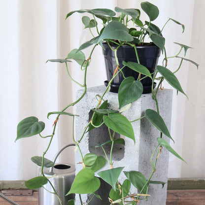 Philodendron Cordatum - Heart Leaf Philodendron Ladder 120mm