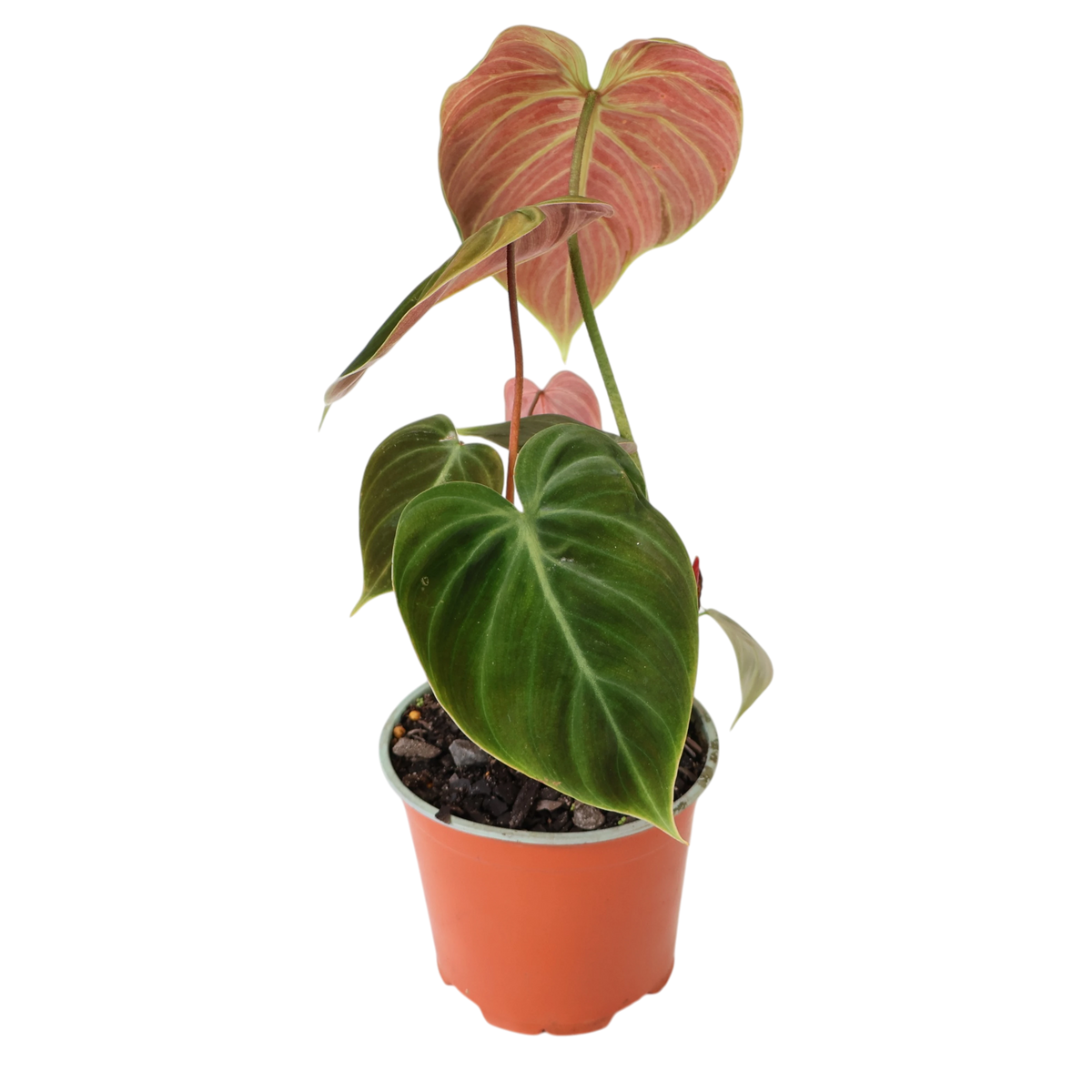 Philodendron El Choco Red 125mm