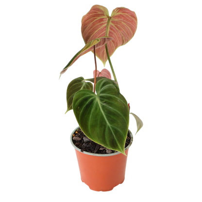 Philodendron El Choco Red 125mm