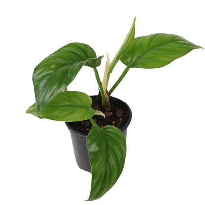 Philodendron Ernestii 100mm