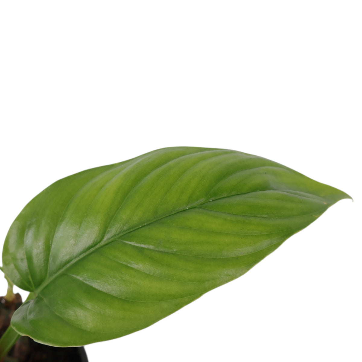 Philodendron Ernestii 100mm