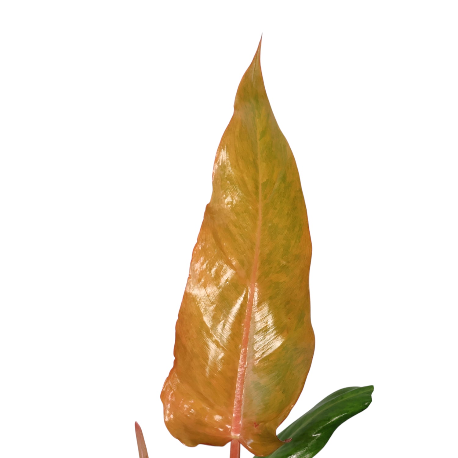 Philodendron Erubescens Autumn Queen 180mm
