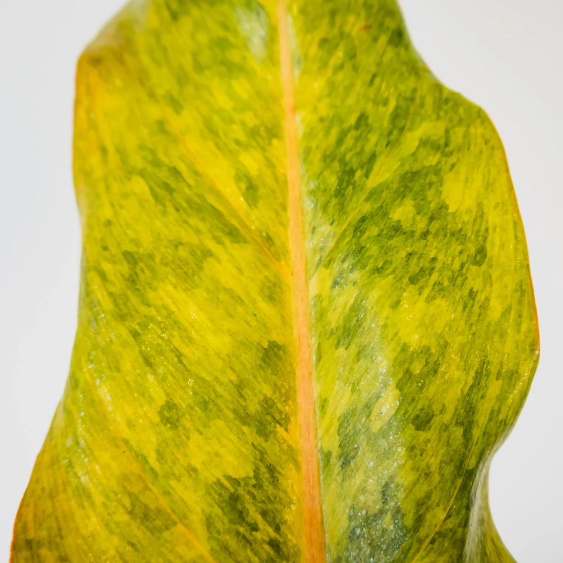 Philodendron Erubescens Autumn Queen 180mm