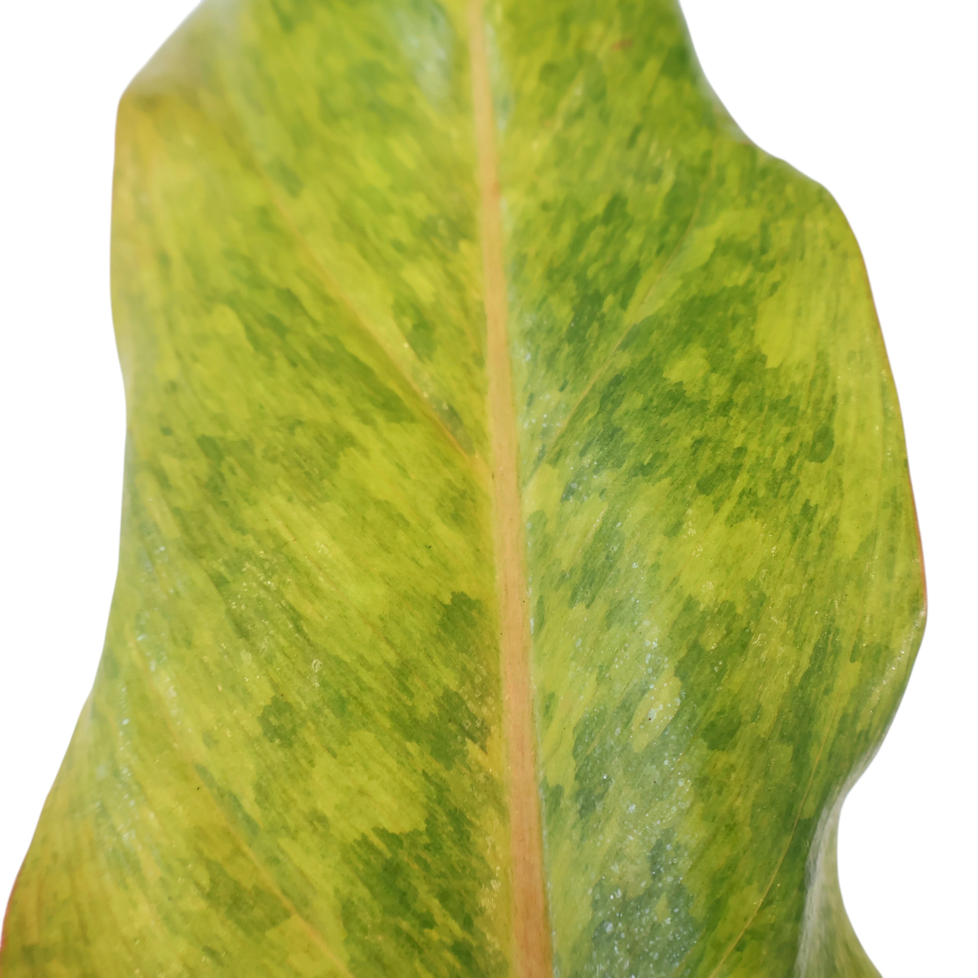 Philodendron Erubescens Autumn Queen 180mm