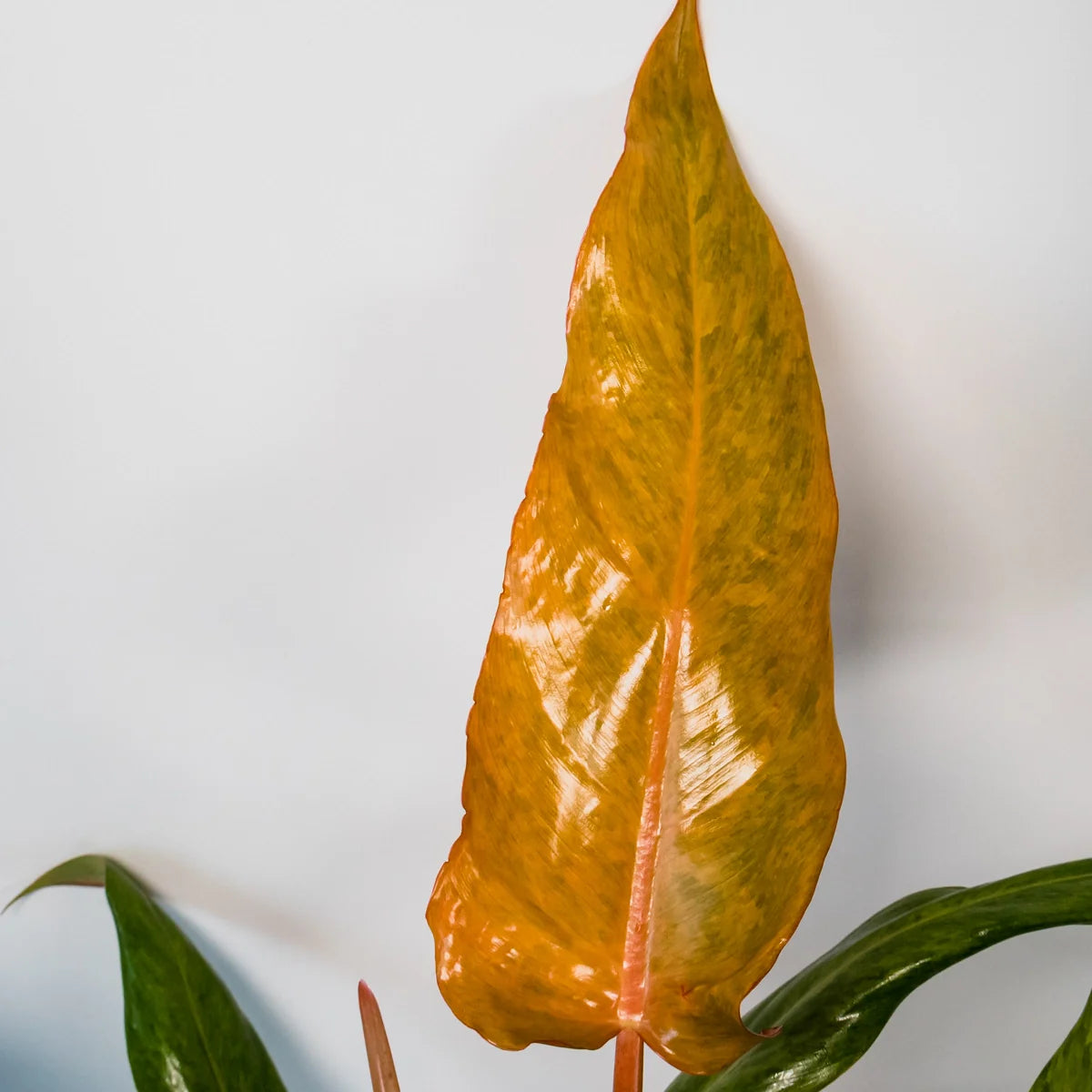 Philodendron Erubescens Autumn Queen 180mm
