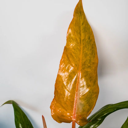 Philodendron Erubescens Autumn Queen 180mm