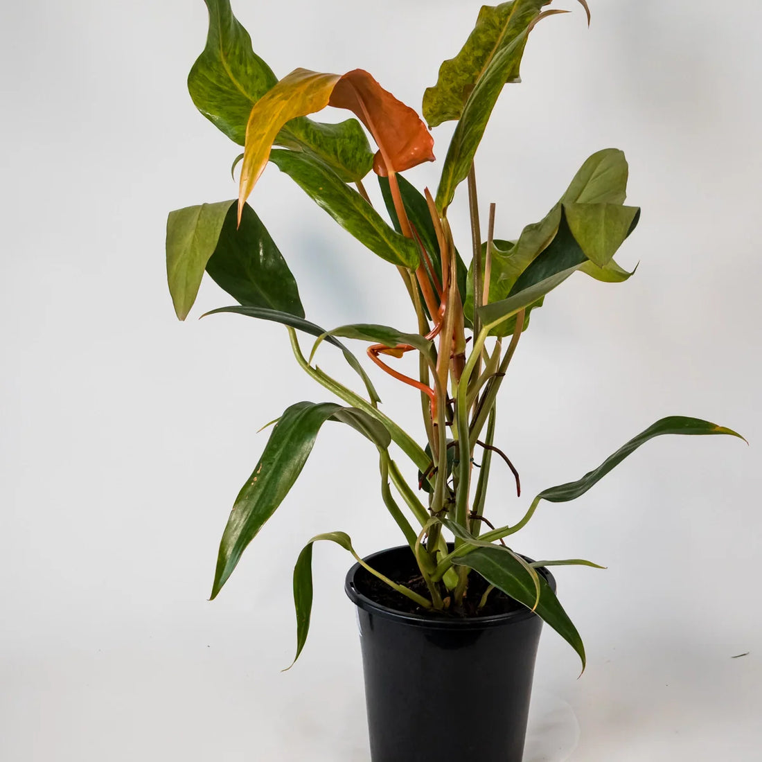 Philodendron Erubescens Autumn Queen 180mm