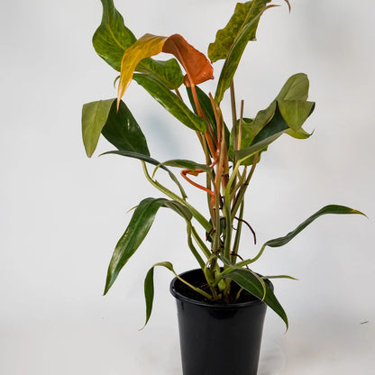 Philodendron Erubescens Autumn Queen 180mm