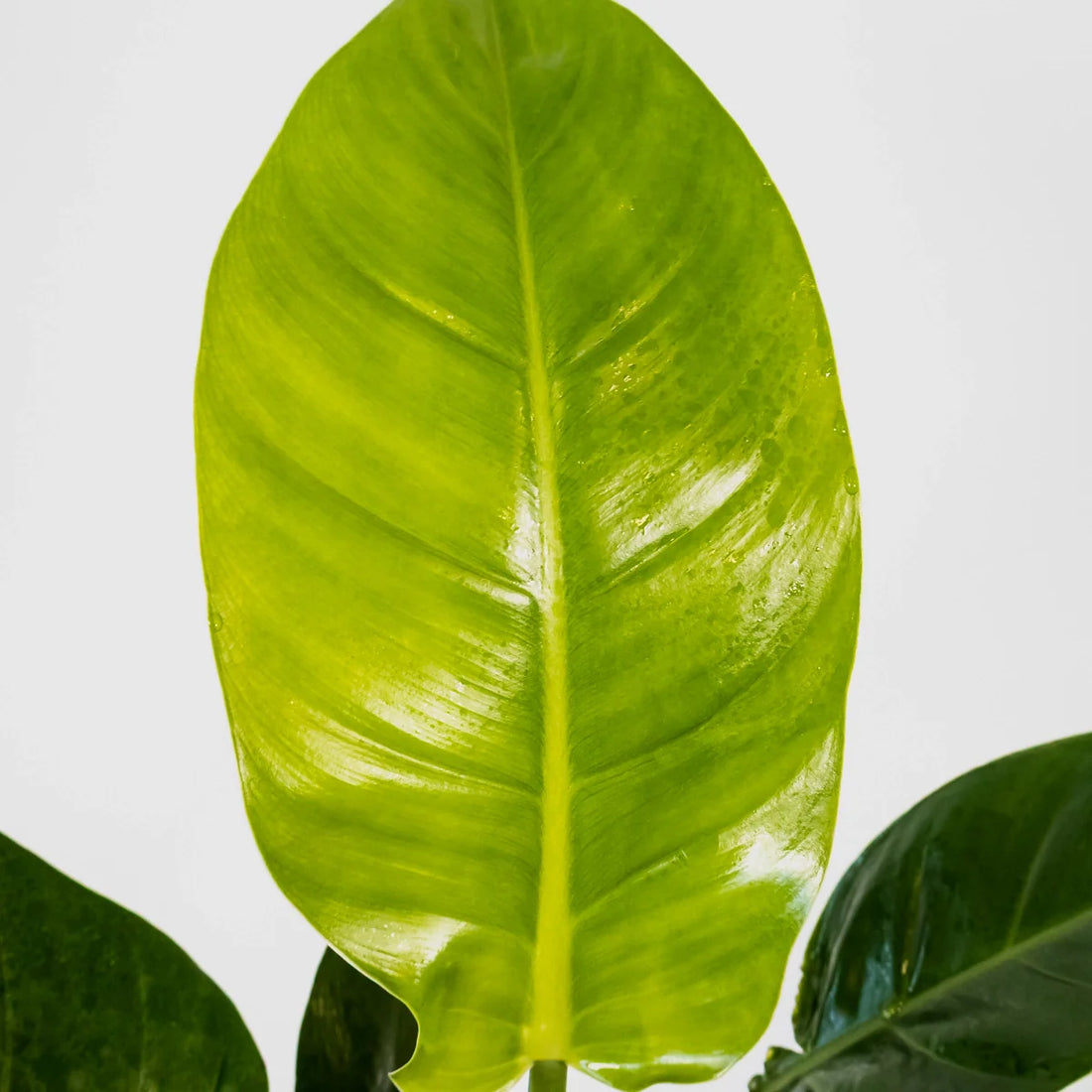 Philodendron Erubescens Imperial Green 125mm