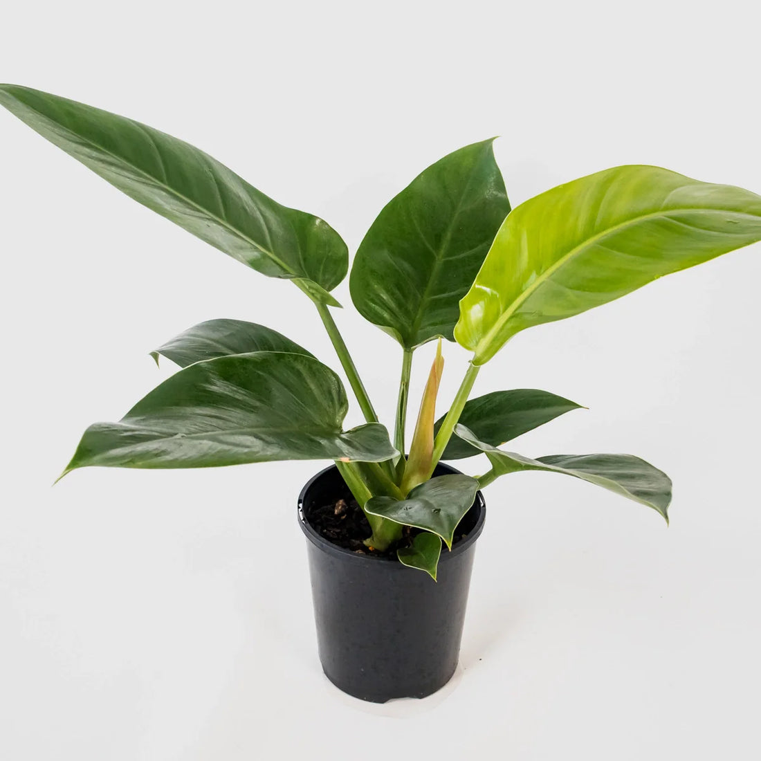 Philodendron Erubescens Imperial Green 125mm