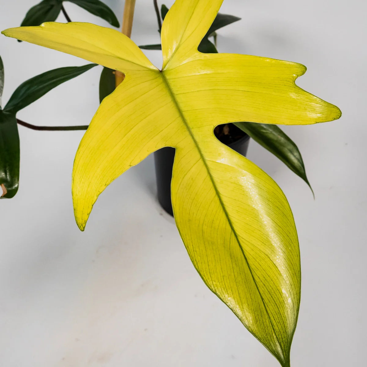 Philodendron Florida Ghost 125mm