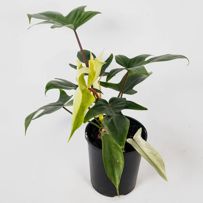 Philodendron Florida Ghost 125mm