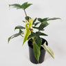 Philodendron Florida Ghost 125mm