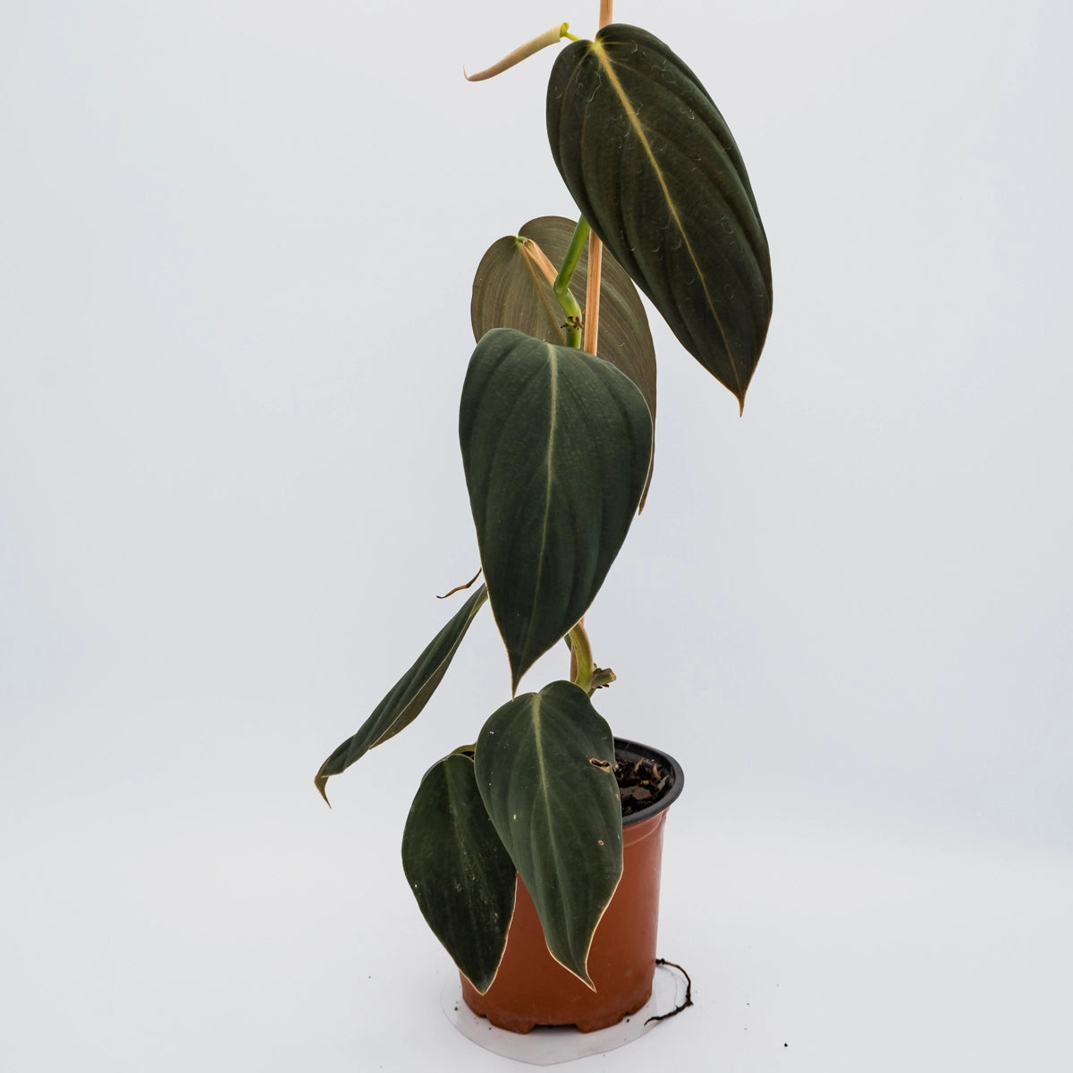 Philodendron Gigas 120mm