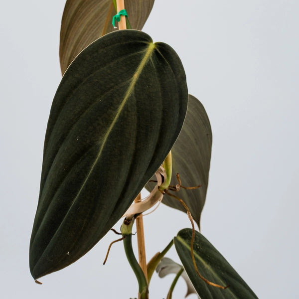 philodendron gigas australia Philodendron Gigas 120mm – The Jungle Collective