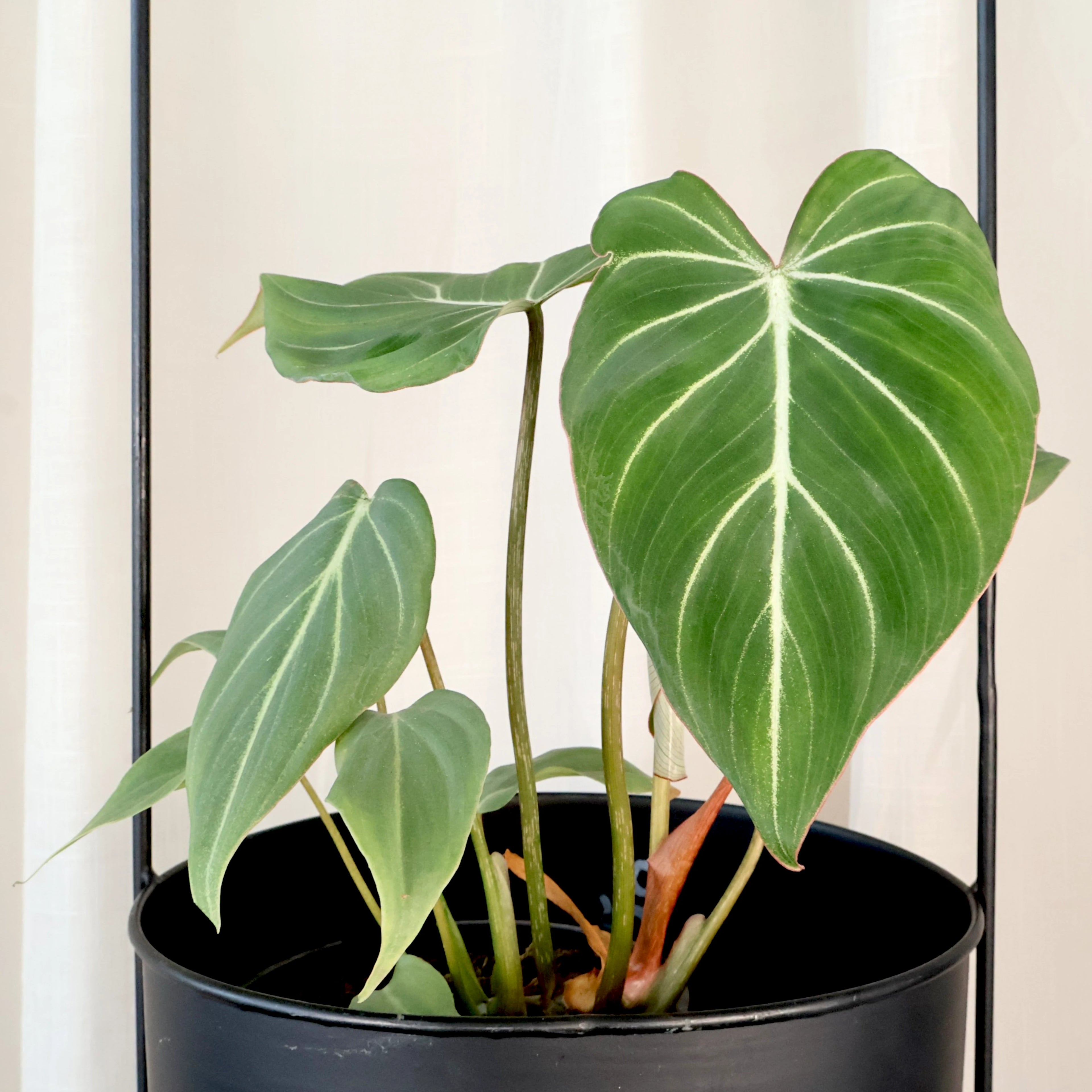 Philodendron Gloriosum 125mm