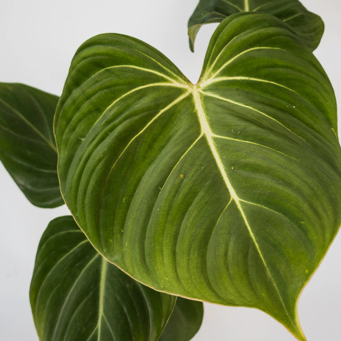 Philodendron Gloriosum 90mm