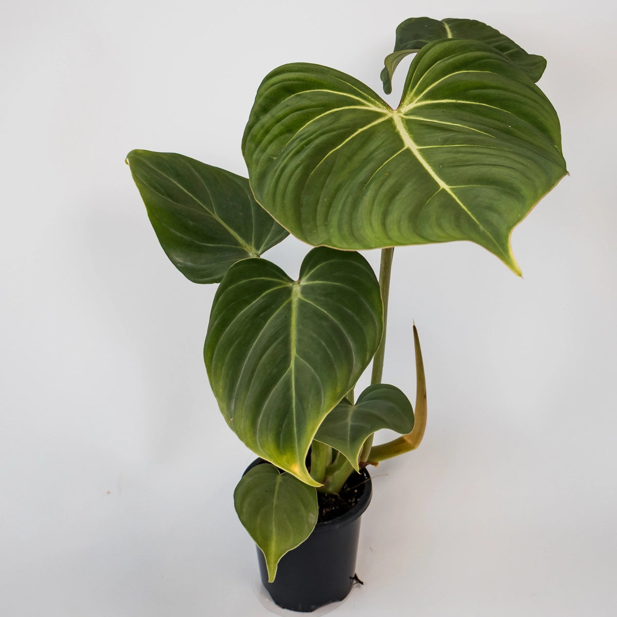 Philodendron Gloriosum 90mm