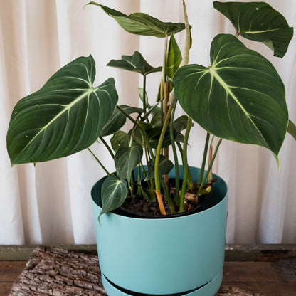 Philodendron Gloriosum 90mm