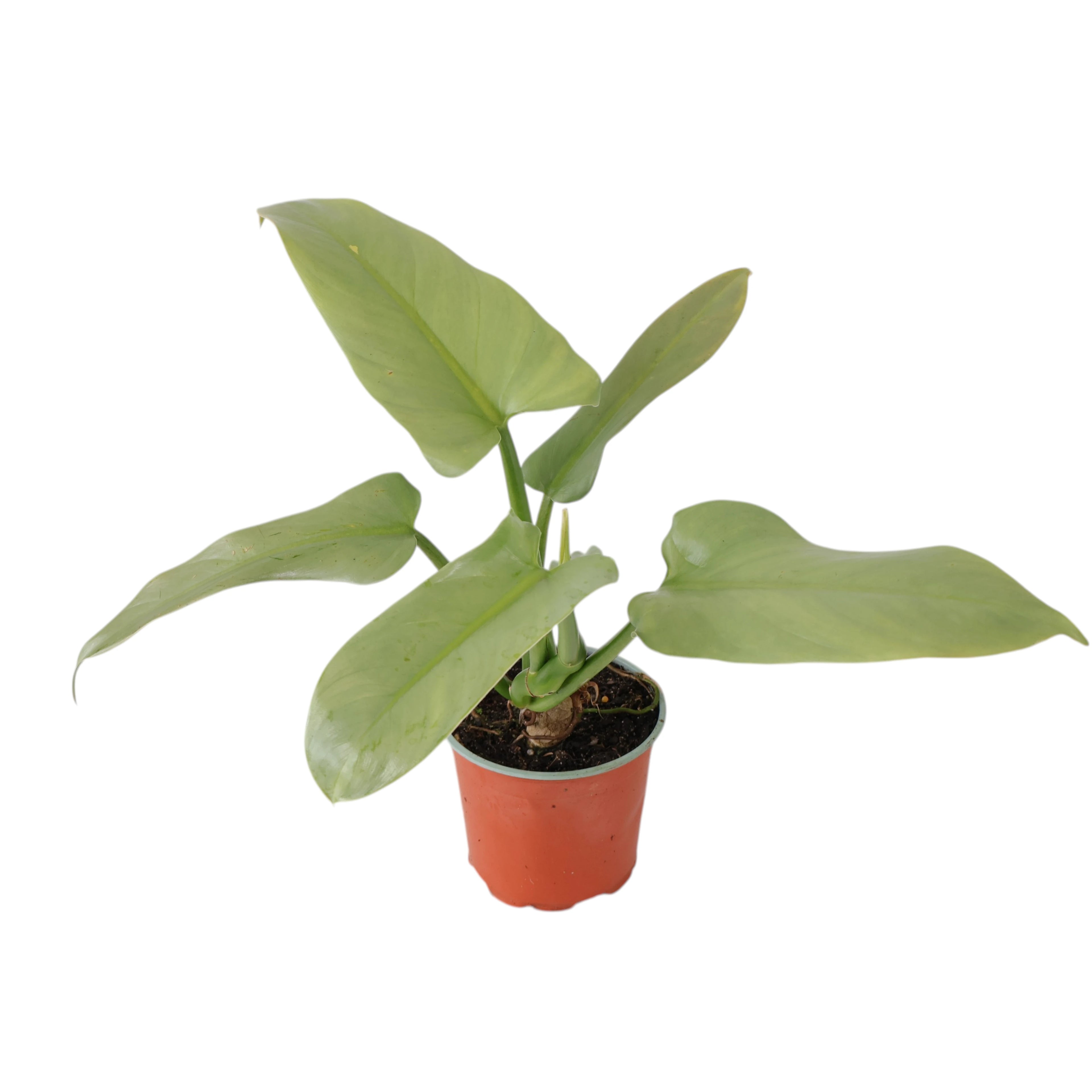 Philodendron Hastatum Silver Sword 120mm