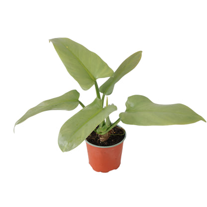 Philodendron Hastatum Silver Sword 120mm