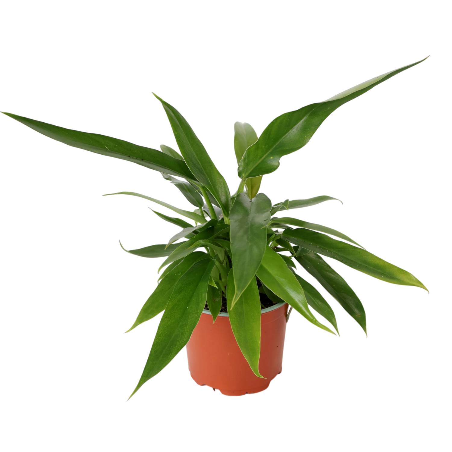 Philodendron Heather May 120mm