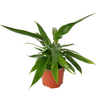Philodendron Heather May 120mm