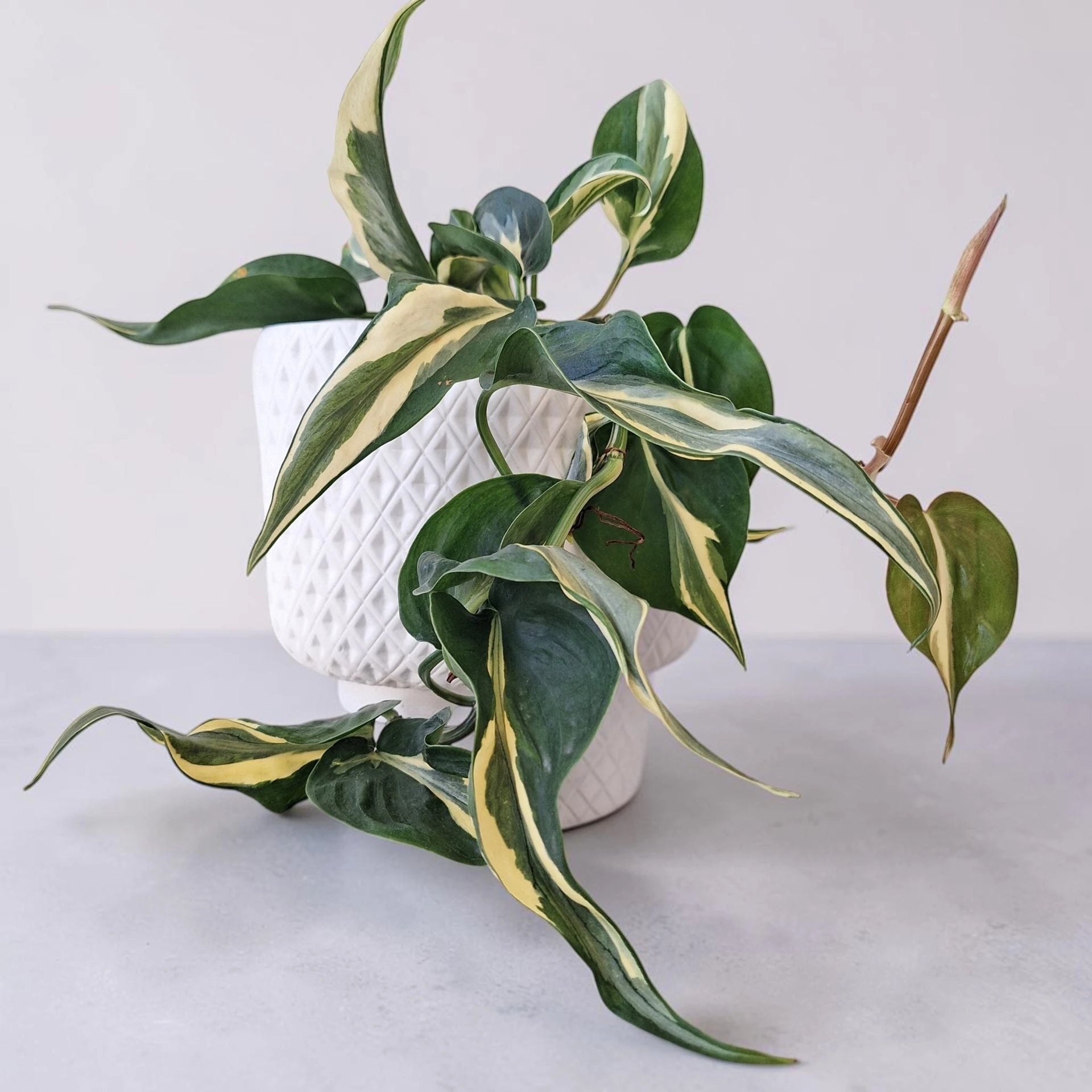 Philodendron Hederaceum Rio 70mm