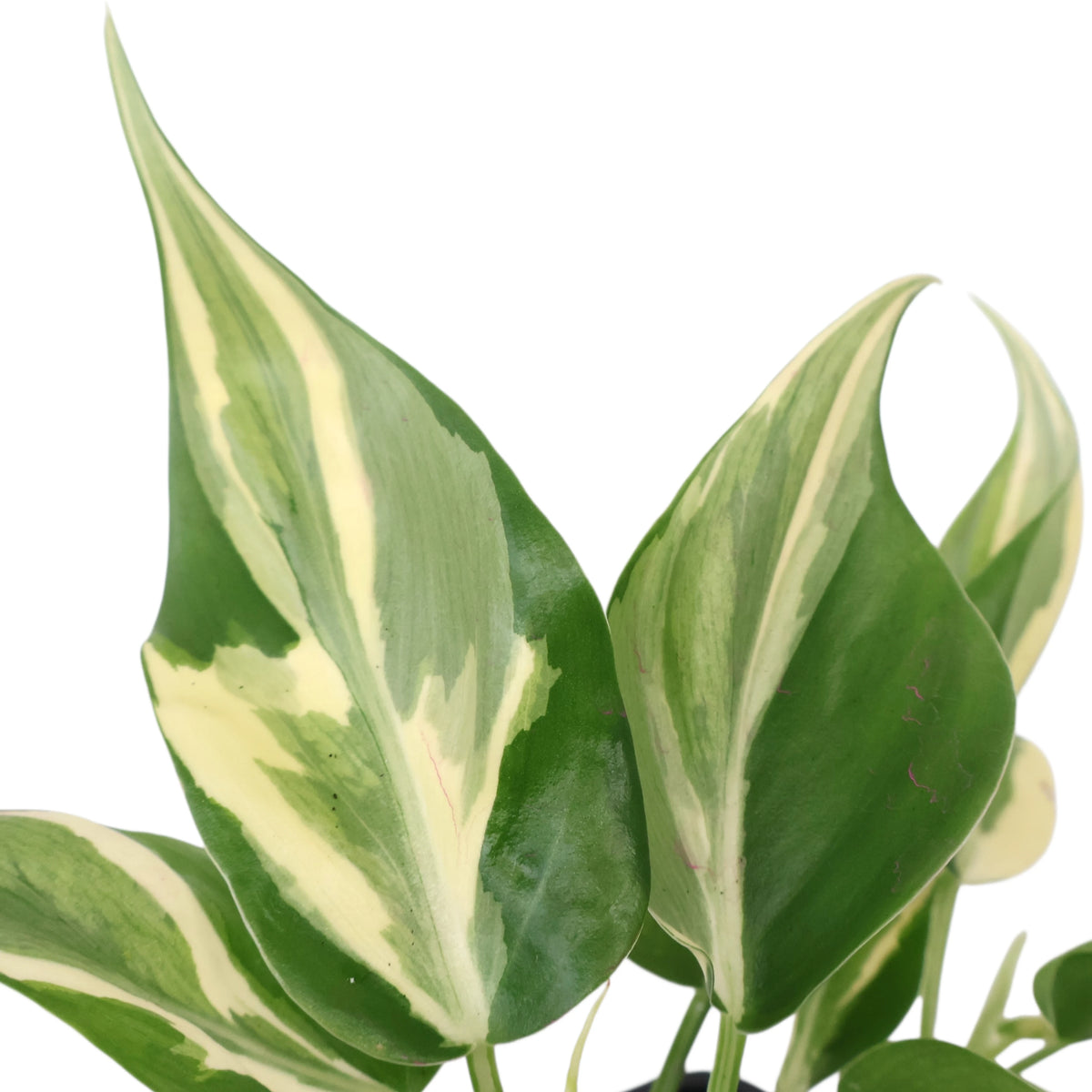 Philodendron Hederaceum Rio 70mm
