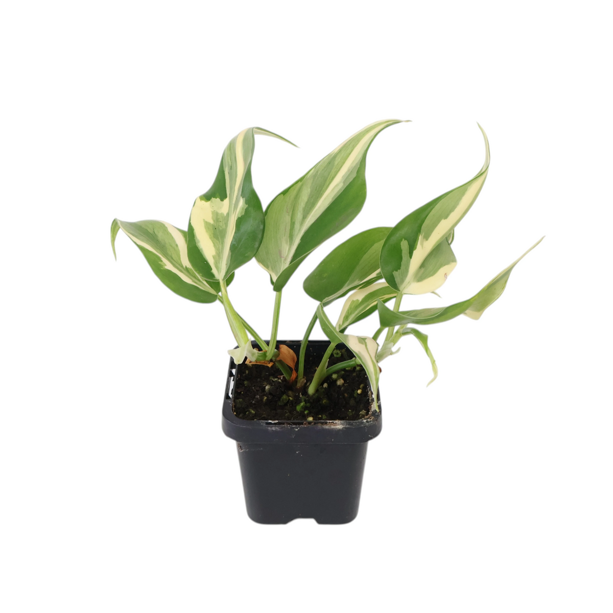 Philodendron Hederaceum Rio 70mm
