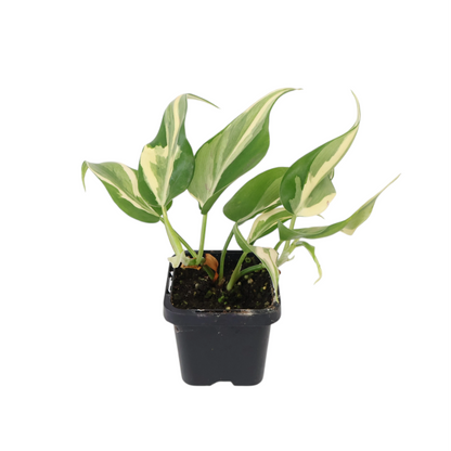 Philodendron Hederaceum Rio 70mm